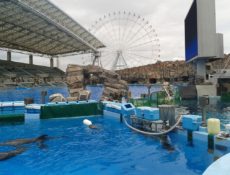 Top 4 Things to Do at the Port of Nagoya Public Aquarium | Must-See Events and How to Get There
